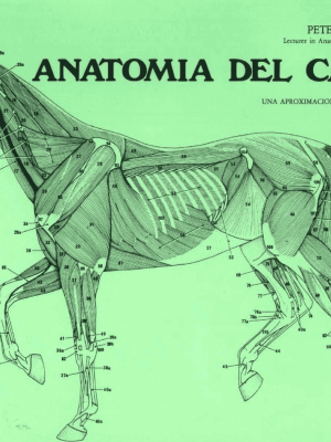 ANATOMIADEL